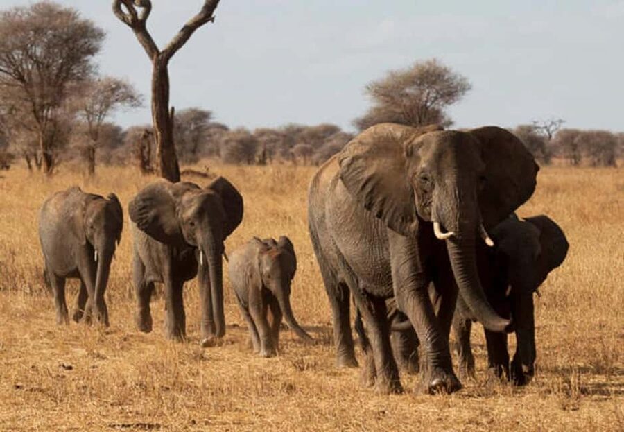 1-Day Ngorongoro Crater Special Big 5- Joining Group Safari - Key points at a glance