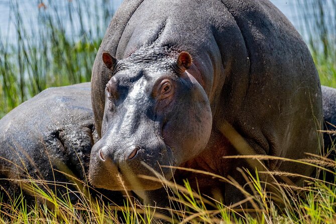 1 Day Safari to Akagera national park-Big5 Safari - Key points at a glance