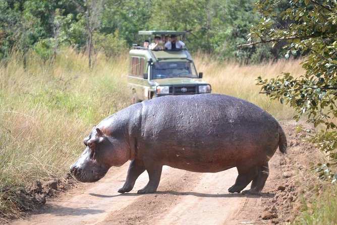 1 Day Safari to Akagera national park-Big5 Safari - Why Akagera makes a strong one-day safari