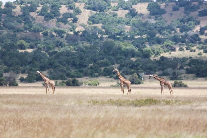 1 Day Safari to Akagera national park-Big5 Safari - The Lake Ihema cruise at 2:00 pm