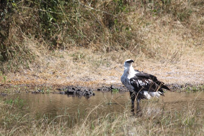 1 Day Safari to Akagera national park-Big5 Safari - The 5:00 am departure from Kigali