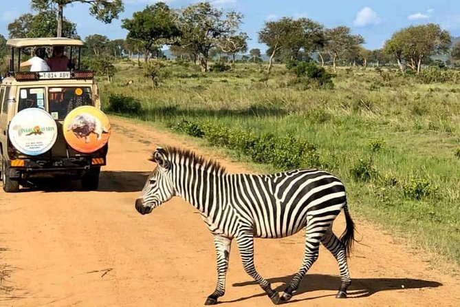 1 Day Safari to Mikumi National Park - Why Mikumi works for a one-day safari