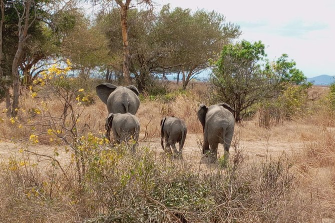 1 Day Safari to Mikumi National Park - Lunch and the afternoon game drive