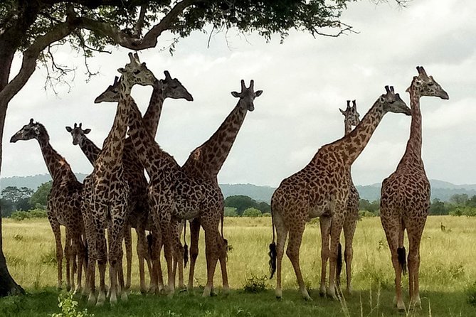 1 Day Safari to Mikumi National Park - How the praised guide service affects the day