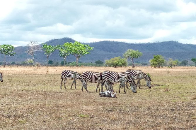 1 Day Safari to Mikumi National Park - The 4:00 a.m. pickup from Dar es Salaam
