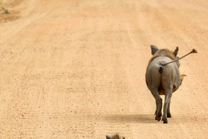 1. Day safaris to Mikumi by Train from dar es salaam - Why this is the smartest short safari from Dar es Salaam