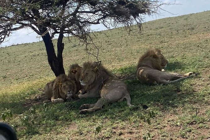 1. Day safaris to Mikumi by Train from dar es salaam - From the Morogoro station to Mikumi National Park