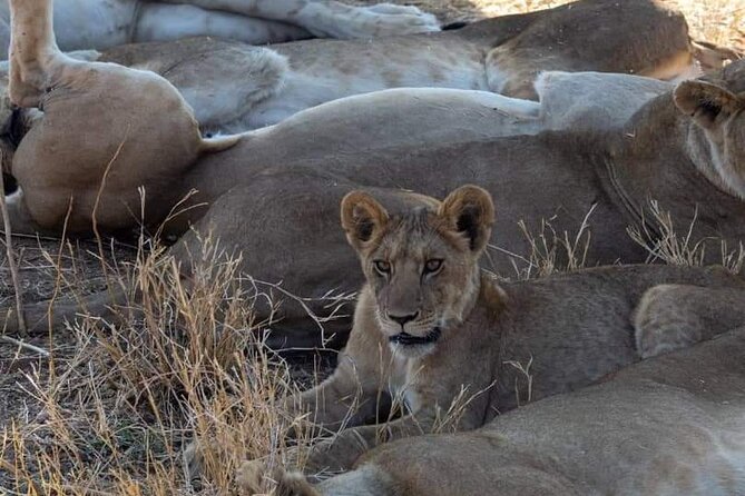 1. Day safaris to Mikumi by Train from dar es salaam - Picnic lunch, drinks, and the practical comforts