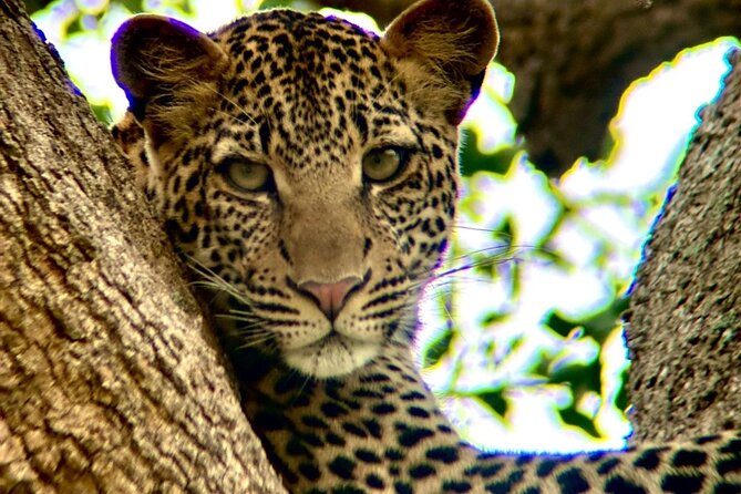 1. Day safaris to Mikumi by Train from dar es salaam - Who will enjoy this safari most?