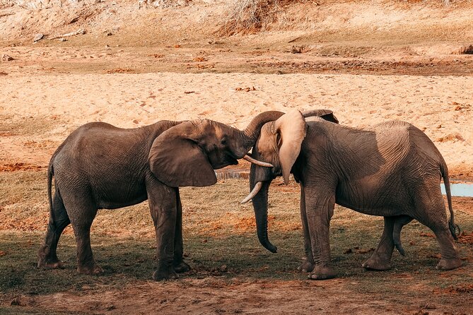 1-Day Selous (Nyerere National Park) Fly-In Safari from Zanzibar - The essential details at a glance