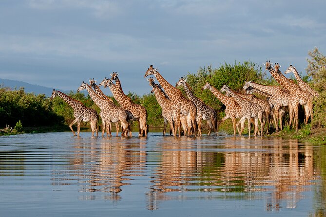 1-Day Selous (Nyerere National Park) Fly-In Safari from Zanzibar - Why Nyerere works well as a one-day safari