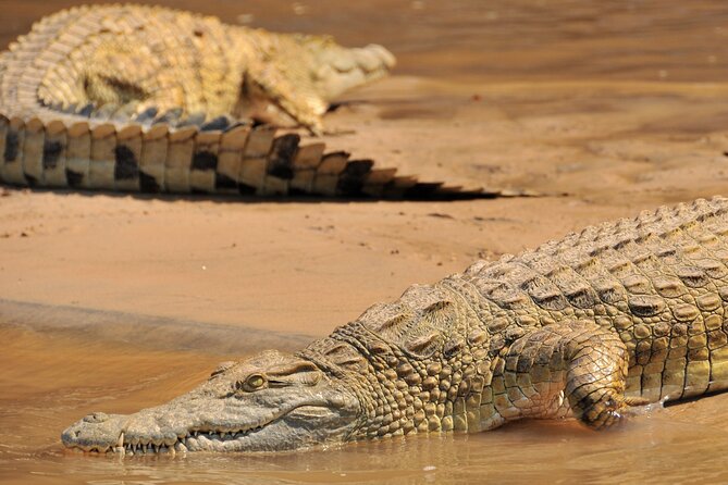 1-Day Selous (Nyerere National Park) Fly-In Safari from Zanzibar - The bush picnic is more than a lunch break
