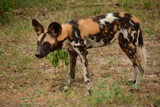 1-Day Selous (Nyerere National Park) Fly-In Safari from Zanzibar - The afternoon search and return flight