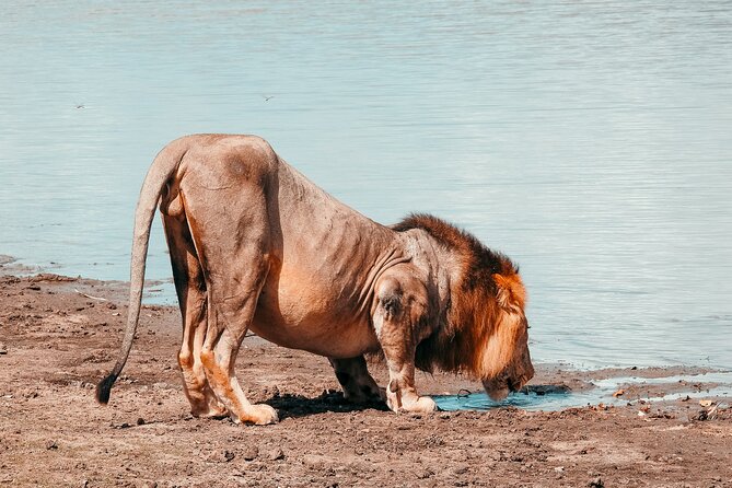 1-Day Selous (Nyerere National Park) Fly-In Safari from Zanzibar - What the $550 price really covers