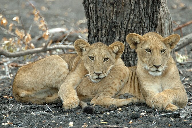 1-Day Selous (Nyerere National Park) Fly-In Safari from Zanzibar - What may disappoint you