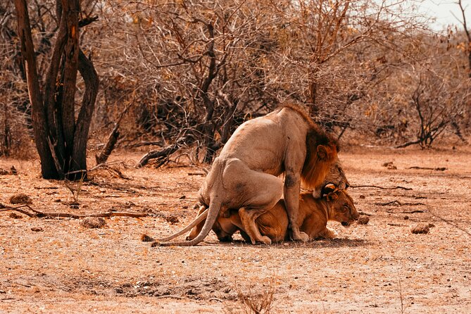 1-Day Selous (Nyerere National Park) Fly-In Safari from Zanzibar - Game drives along the Rufiji River and through the bush