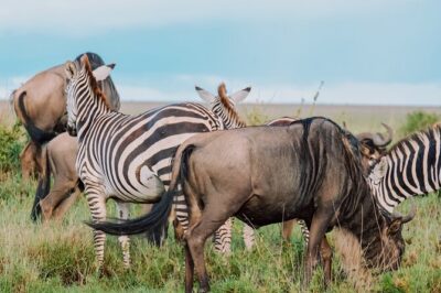 10-Day Serengeti Wildebeest Migration Safari from Arusha