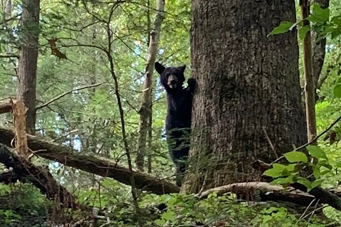 2.5-3 hour Smoky Mountain Cherokee Blue Ridge Parkway Safari tour - Wildlife and the value of a slower pace