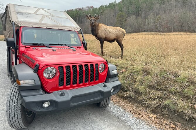 2.5-3 hour Smoky Mountain Cherokee Blue Ridge Parkway Safari tour - Families, couples, and the right kind of explorer