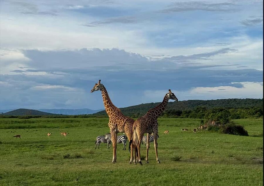 2 Day Akagera Big 5 Game drive Safari & Highest Peak Camping - The first game drive: Akagera’s afternoon rhythm