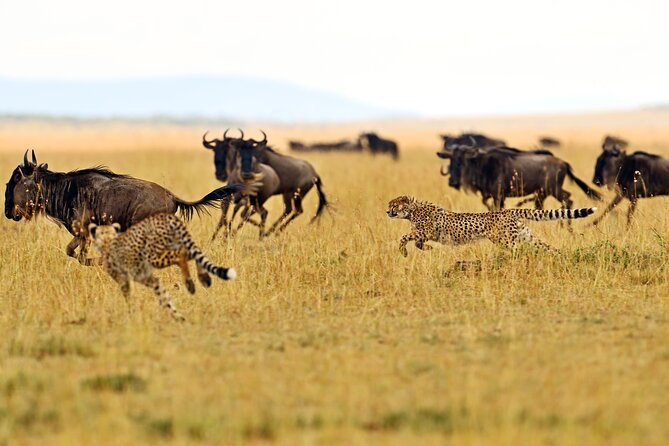 2 Day Budget Safari in Tarangire and Ngorongoro From Arusha - Why Tarangire makes the right first park