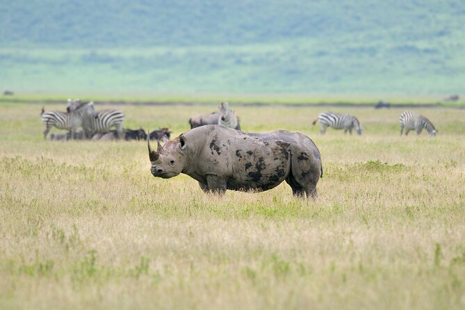 2 Day Budget Safari in Tarangire and Ngorongoro From Arusha - Who will like this safari most?