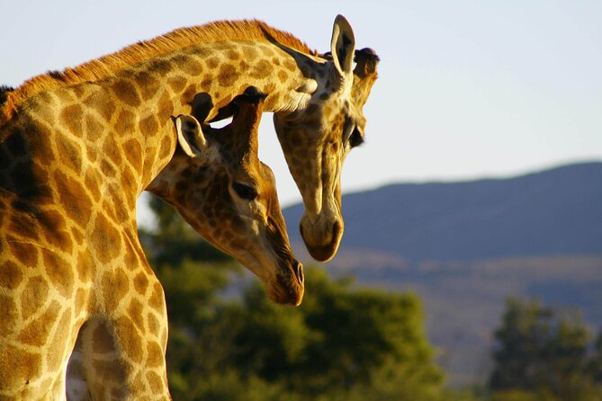 2 Day Inverdoorn Luxury Safari - What the lodge package really includes