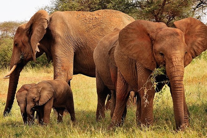 2-Day Safari in Taita Hills from Mombasa - What you might see on the game drives