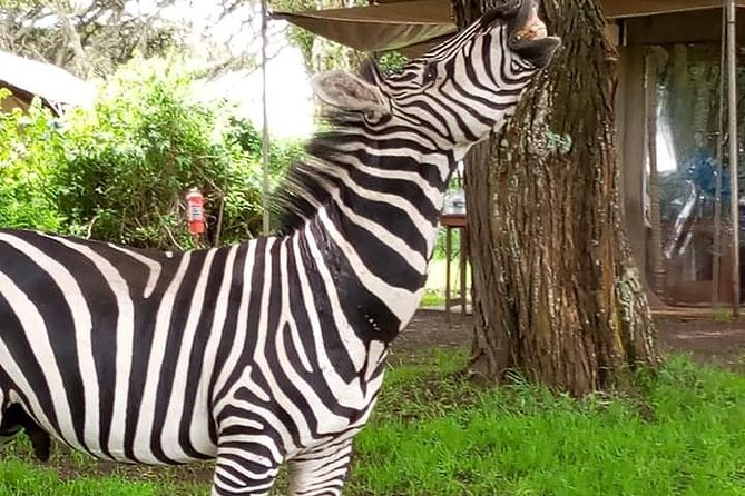 2 Day Safari Tarangire and Ngorongoro Crater - The overnight stop: useful, simple, and worth checking