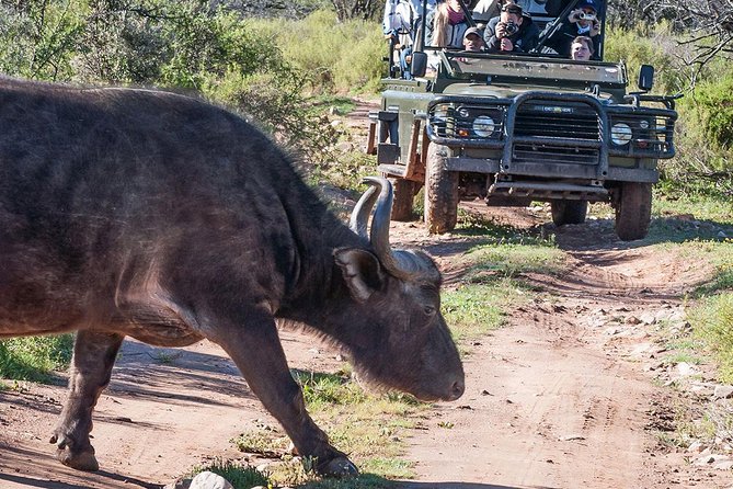 2 Day South African Wildlife Tour with 4x4 Safari from Cape Town - The early start and the road east