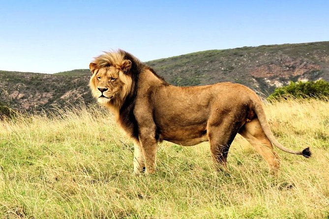 2 Day South African Wildlife Tour with 4x4 Safari from Cape Town - Buffelsdrift and the quieter side of wildlife
