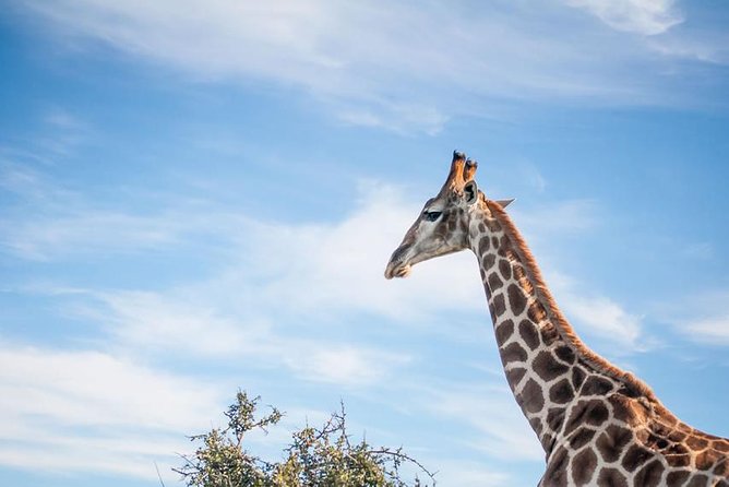 2 Day South African Wildlife Tour with 4x4 Safari from Cape Town - Oudtshoorn after dark