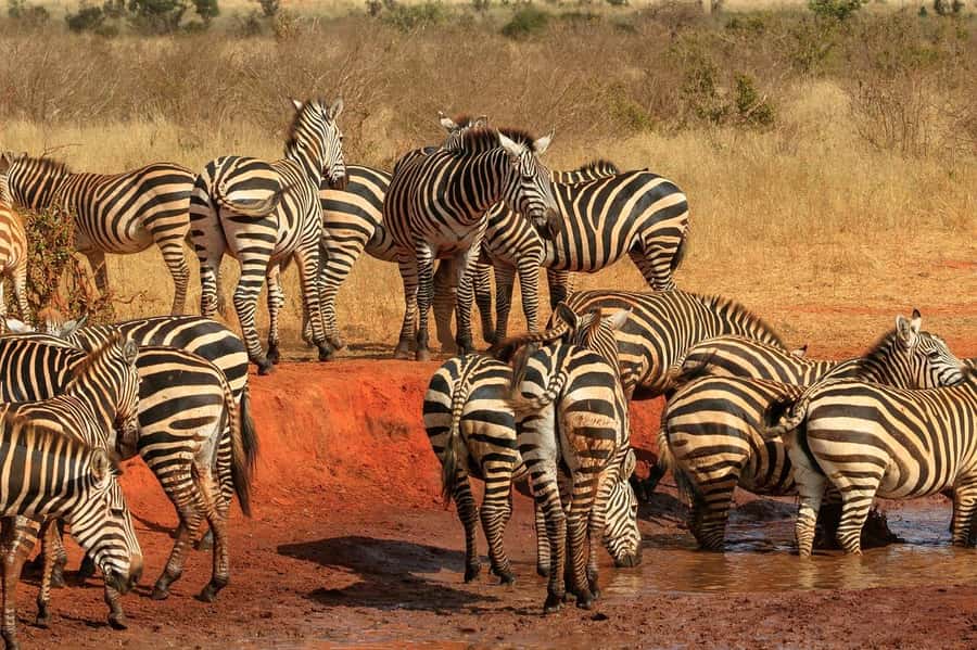 2-Day Tsavo East National Park Safari (with options) - The first Tsavo East game drive and Aruba Dam