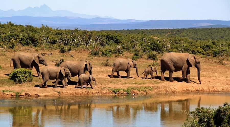 2-Day Tsavo East National Park Safari (with options) - Lunch, lodge time, and the 4:00 PM sunset drive