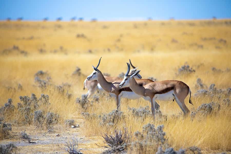 2-Day Tsavo East National Park Safari (with options) - The early morning drive on day two