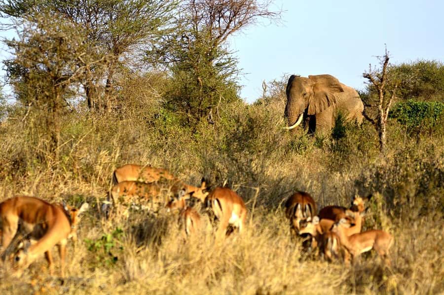 2-Day Tsavo East National Park Safari (with options) - How much value do you get for $360?