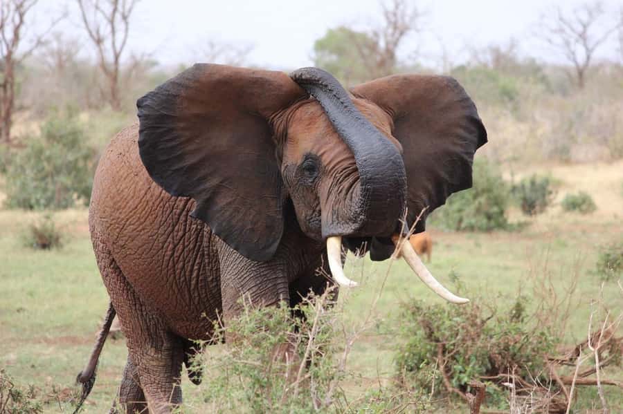 2-Day Tsavo East National Park Safari (with options) - What to pack for the vehicle and park