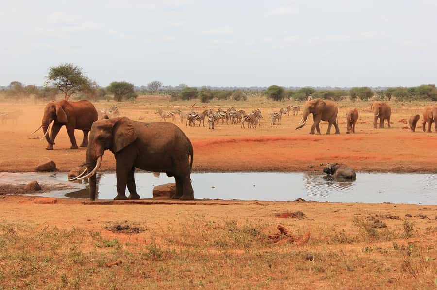 2-Day Tsavo East National Park Safari (with options) - Who should choose this safari?