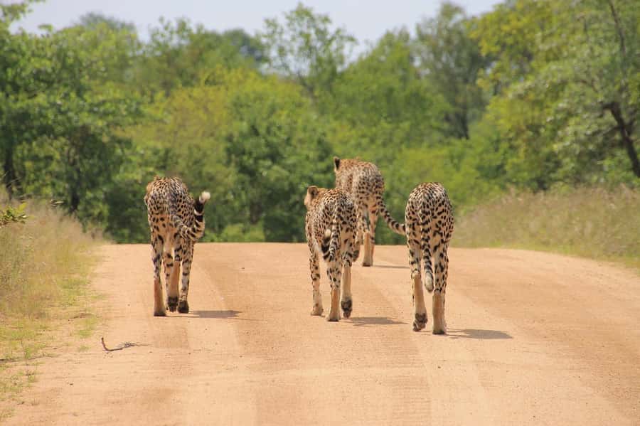 2-Day Tsavo East National Park Safari (with options) - A 6:00 AM pickup and the road to Bachuma Gate