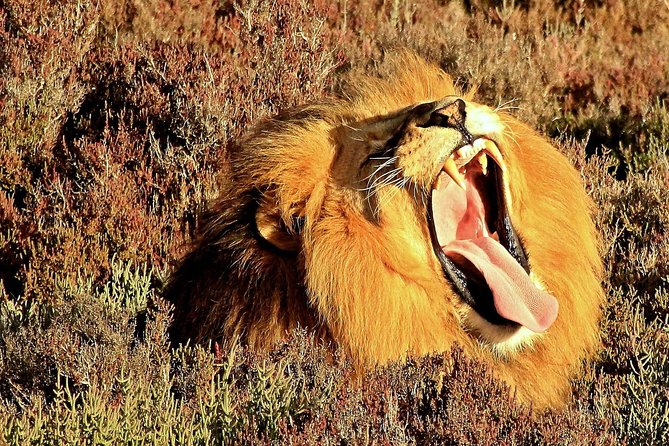 2 Day Wild Heart Western Cape Safari Tour with Private Transfers - What $738.80 buys you