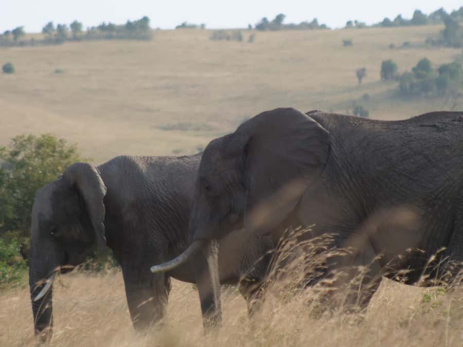 2 Days 1 Night Amboseli Safari - Why Amboseli works so well for a two-day safari