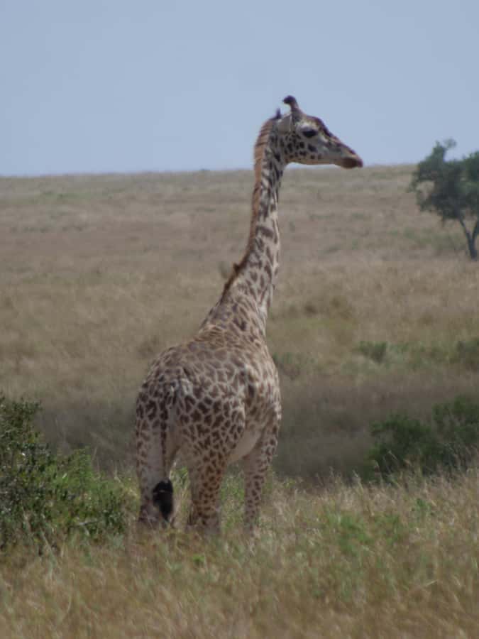 2 Days 1 Night Amboseli Safari - The optional Maasai village visit