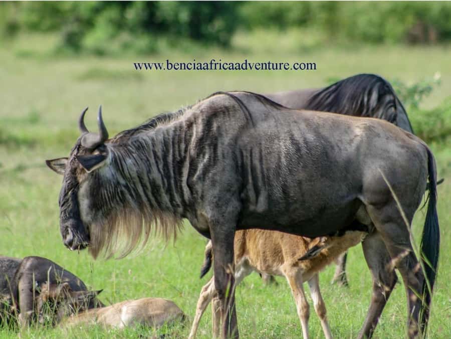 2 Days 1 Night Amboseli Safari - The optional balloon safari and other exclusions