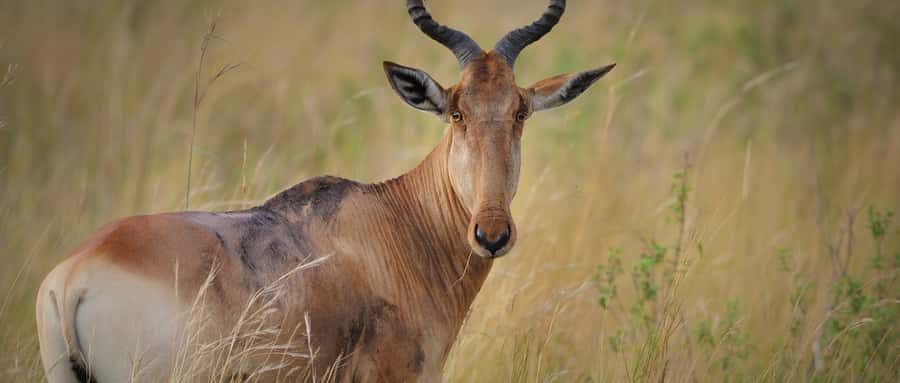 2 Days 1 Night Amboseli Safari - How good are the guides?