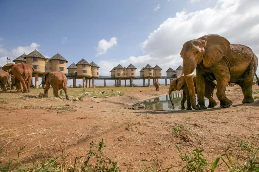 2 days 1 night saltlick safari from Diani/Mombasa - The evening drive and sunset return
