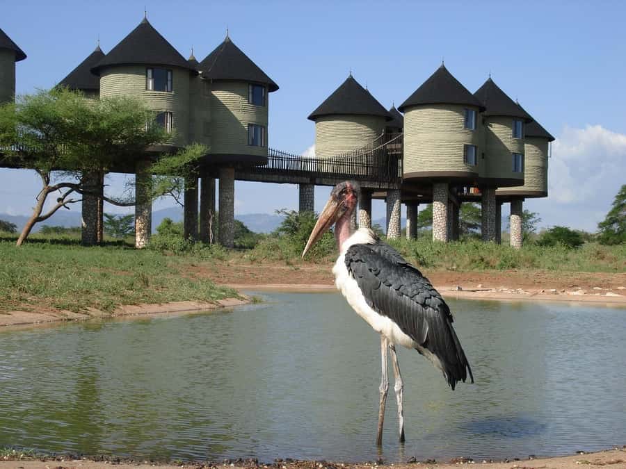 2 days 1 night saltlick safari from Diani/Mombasa - The early morning drive on Day 2