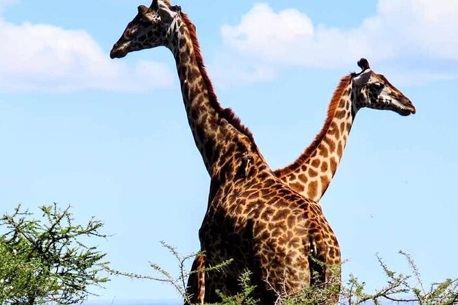 2 Days and 1 Night Mikumi Safari Private Tour - Five things to know before booking