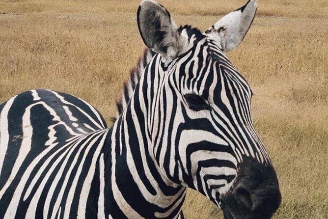 2 Days and 1 Night Mikumi Safari Private Tour - Why Mikumi works for a short safari from Dar es Salaam