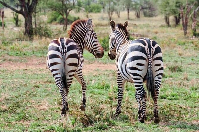 2 Days and 1 Night Mikumi Safari Private Tour - The Maasai village visit and the human side of the trip