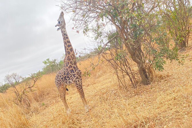 2 Days and 1 Night Mikumi Safari Private Tour - Day 1: Dar es Salaam to Msolwa Village and Mikumi